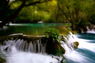 Scenic view of waterfall in forest