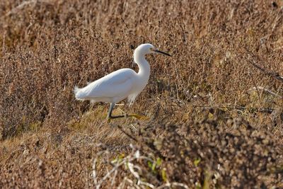 White duck on a land