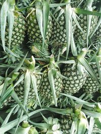 Full frame shot of pineapples for sale in market