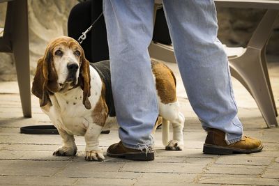 Low section of man with dog standing on ground