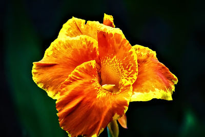 Close-up of orange rose flower