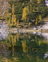 Scenic view of lake by trees in forest