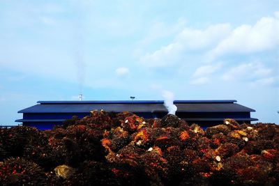 Plants against cloudy sky