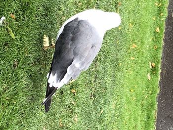 High angle view of bird on field