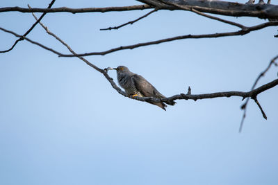 Low angle view of bird perching on branch against sky