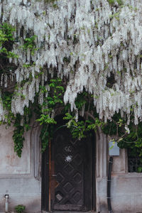 Ivy growing on wall of building