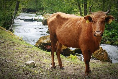 Cow standing in a field