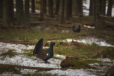 Capercaillie in the mating season from carpathian mountains, romania. wildlife photography of birds