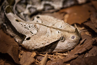 Close-up of lizard