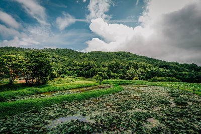 Scenic view of green landscape against sky