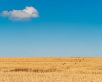 Scenic view of field against blue sky