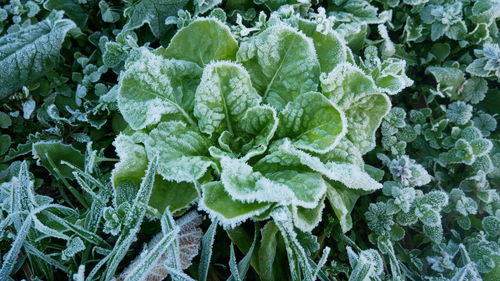 Full frame shot of fresh green leaves