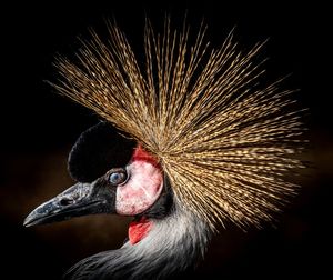 Close-up of a bird