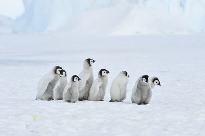 View of birds in snow