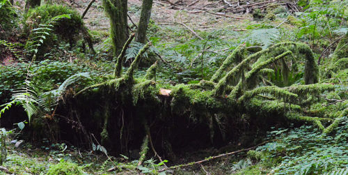 Trees growing in forest