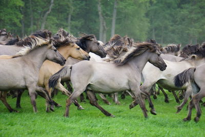 View of horses running on grass