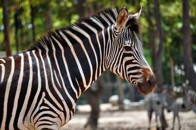 Close-up of a zebra