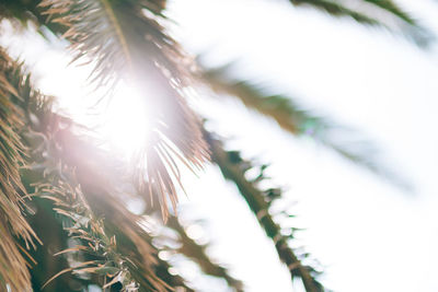 Close-up of pine tree in winter