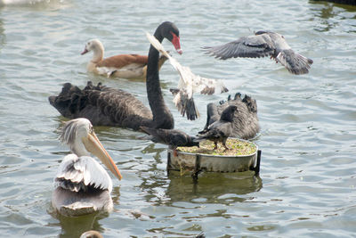 Swans swimming in lake