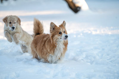 Golden retriever and welsh corgi play in the white snow on a cold winter day