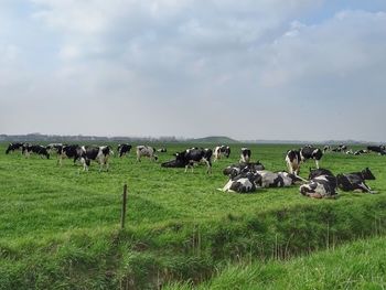 Flock of sheep on grassy field against sky