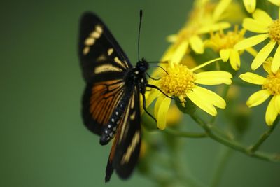 Close-up of butterfly on flower