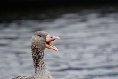 Close-up of greyleg goose head in lake