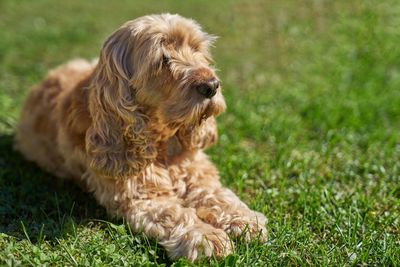 Close-up of dog on grassy field