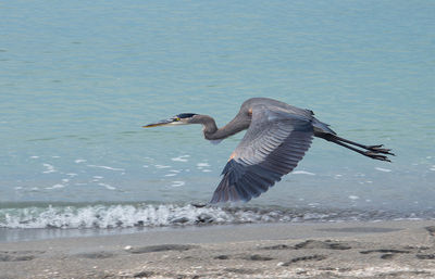 Bird flying over sea