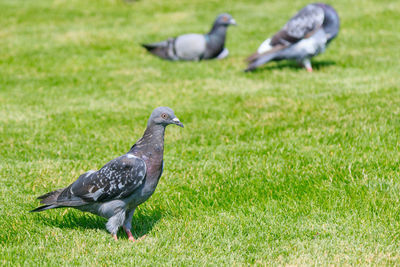 Pigeons on a field