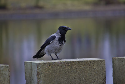 Close-up of bird perching on wooden post