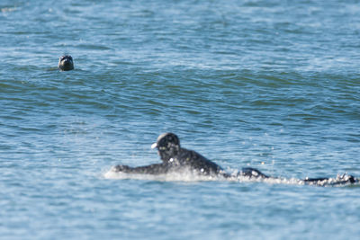 Ducks swimming in sea