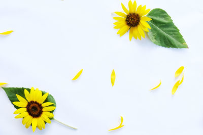 High angle view of sunflower against white background