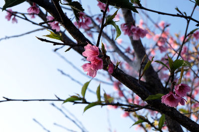 Close-up of pink cherry blossoms in spring
