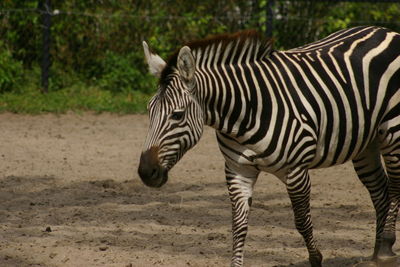 Close-up of zebra standing outdoors