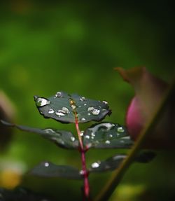 Close-up of raindrops on leaf