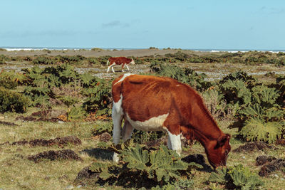 Cow standing on field against sky