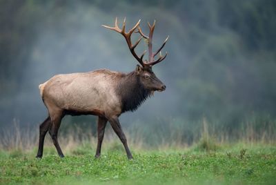 Side view of deer walking on field