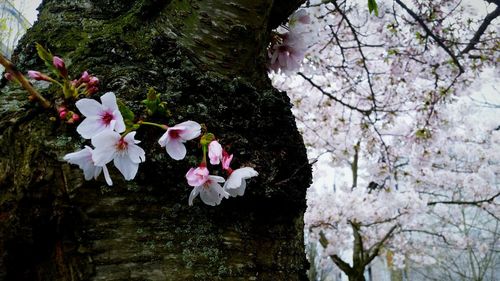 Pink flowers blooming in park