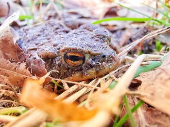 Close-up of frog on field