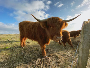 Cows on field against sky