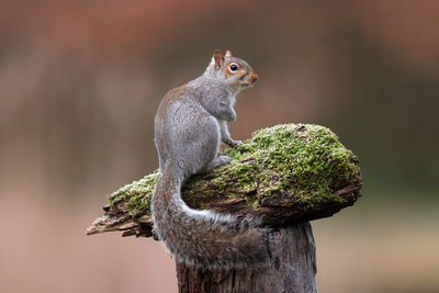 Close-up of squirrel on tree