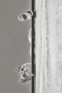 Close-up of horse in water