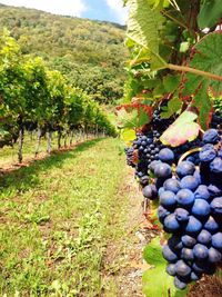 Grapes growing in vineyard