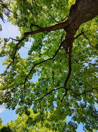Low angle view of majestic green tree against sky