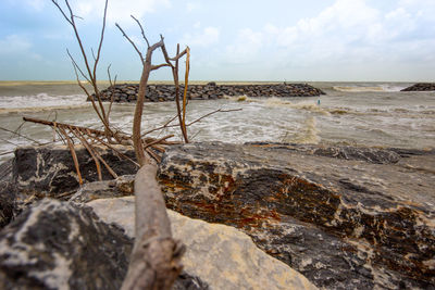 Driftwood on beach against sky