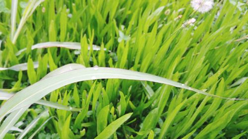 Close-up of fresh green grass