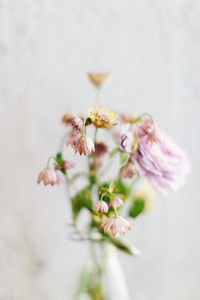 Close-up of flowers