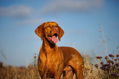 Close-up of dog against sky