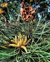 Close-up of plant